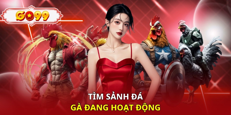 Tìm sảnh đá gà đang hoạt động 